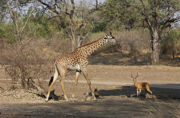 Giraffe in Sambia