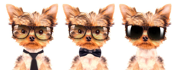 dog wearing a shades