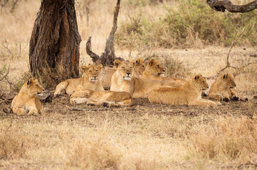 gruppo leoni tanzania