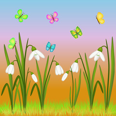 snowdrop and butterflies illustration