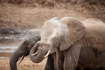 Naklejka premium elefanti lavano sabbia