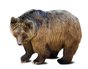 Fototapeta premium Standing brown bear over white