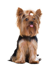 Yorkshire Terrier dog