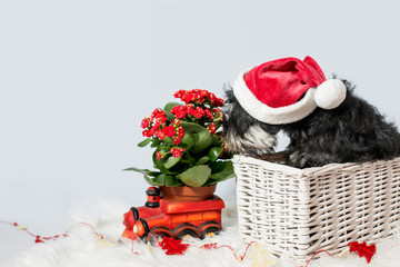 portrait of miniature schnauzer in santa helper costume