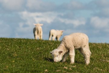 little lambs on green meadow © Patrik Stedrak