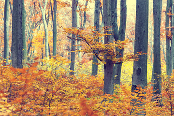 Colorful autumn trees in forest, vintage look