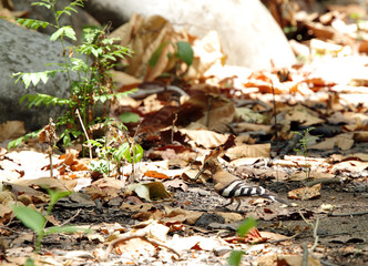 Beautiful hoopoe in Jim Corbett