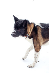 Akita dog breed with a black muzzle winter in the snow