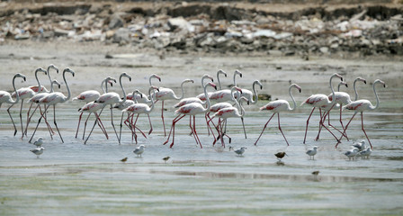 great flamingos  in the low tidal water
