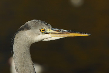 Grey Heron, Ardea cinerea