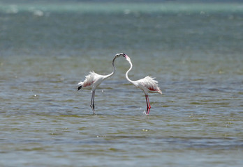 A pair of beautiful great flamingos courtship