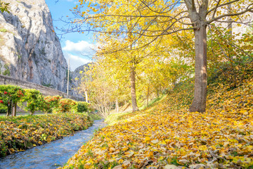 The creek and the maple trees in autumn, Abruzzo, Italy