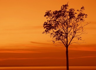 Tree silhouette in the autumn at sunset