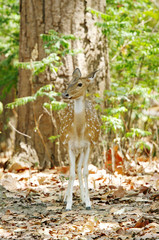 Beautiful Cheetal deer in forest of Jim Corbett