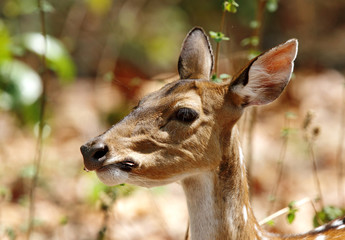 Cheetal deer chewing leaves © Dr Ajay Kumar Singh