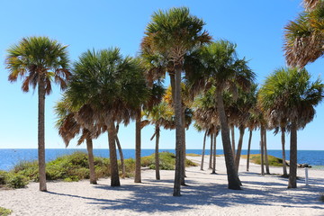 Fototapeta na wymiar Palm trees on a beach