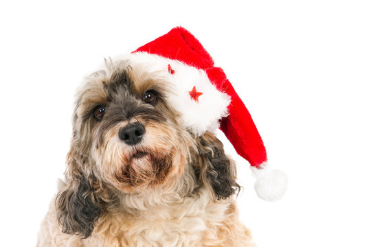 Crossbreed dog with Santa hat