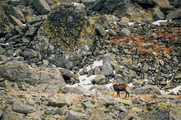 Wildlife of chamois in mountains. High Tatras