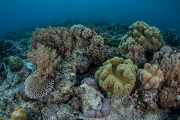 Naklejka na ściany i meble Corals Growing on Reef