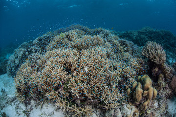 Naklejka na ściany i meble Coral Reef in Indonesia