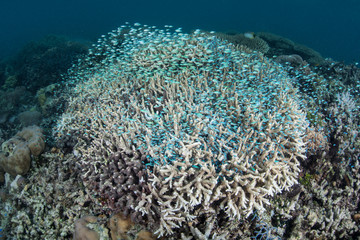 Obraz premium Small Fish on Coral Reef