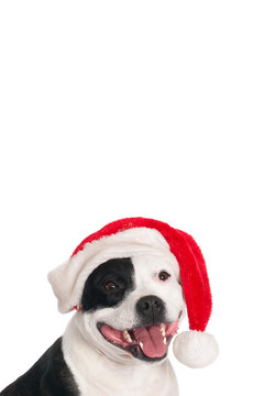 English Stafford bull terrier with Santa hat
