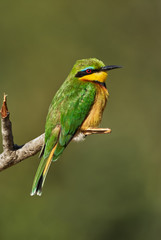 Little bee eater