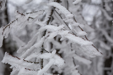 hoarfrost winter landscape
