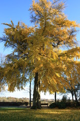 Ginkgo Bilboa en automne