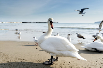 swans at sea