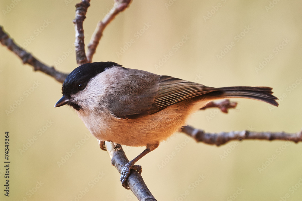 Poster Marsh tit , Parus palustris