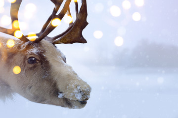 Christmas northern deer