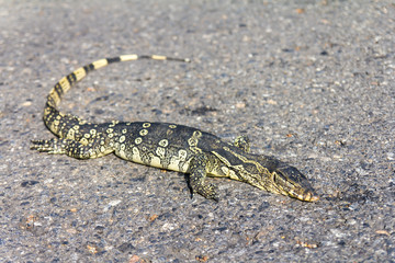 Varanus salvator dead  hit by vehicles plying on the road.