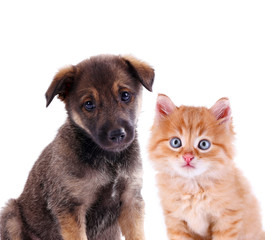 Funny puppy and little red kitten isolated on white