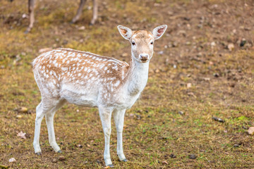 Naklejka na ściany i meble Female fallow deer doe at park