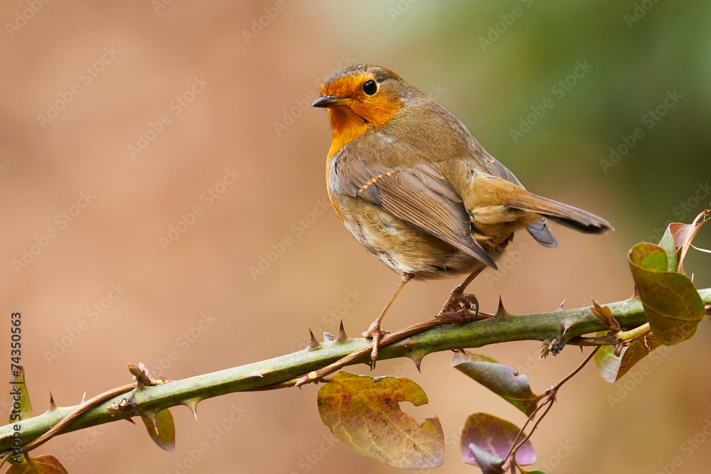 Wall mural European robin