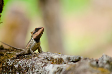orangr spiny lizard