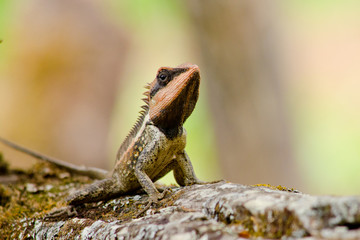 orangr spiny lizard