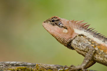 orangr spiny lizard