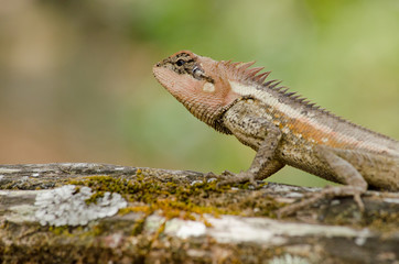orangr spiny lizard