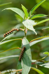 Nature of the worm