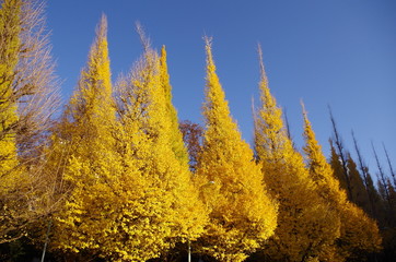 秋のいちょう並木