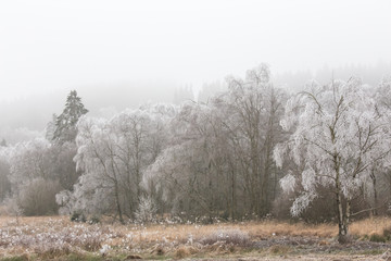 hoarfrost winter landscape