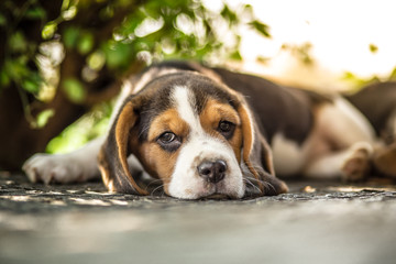 Beagle dog laying in garden
