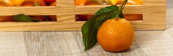 Tangerines on a wooden background. Panoramic image
