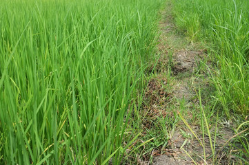 Fototapeta premium The vast green rice And a pathway