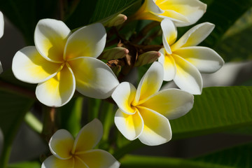 Obraz na płótnie Canvas white frangipani plumeria flower on tree