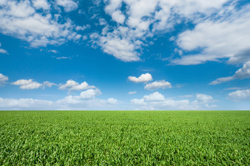 Vibrant green meadow