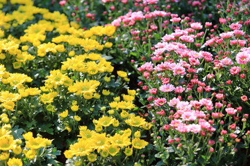 Obraz premium beautiful blossom spring