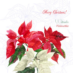 Background  with bouquet of poinsettia
